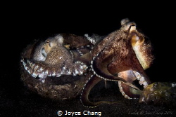 2 coconut octopus were fighting for a home when the stron... by Joyce Chang 